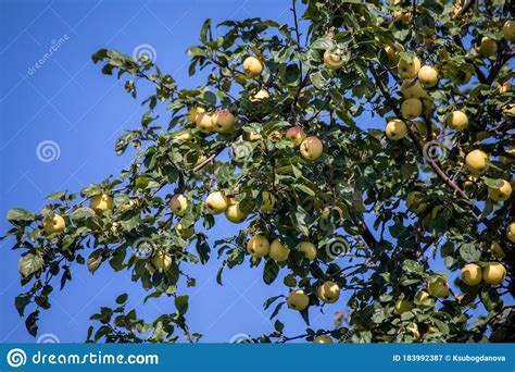 Yellow Apples on Orchard Farm on Tree Branch Stock Image - Image of ...