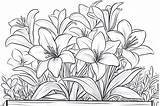20 Lily Coloring Pages A Creative Journey For All Ages sketch template