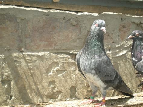 Missy Kabootar |Qasoori kabootar | Red Eye pigeons ~ Kabootar Baaz | Pakistani Tipplers ...