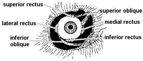 Ocular Motility Photography - Ophthalmic Photographers' Society