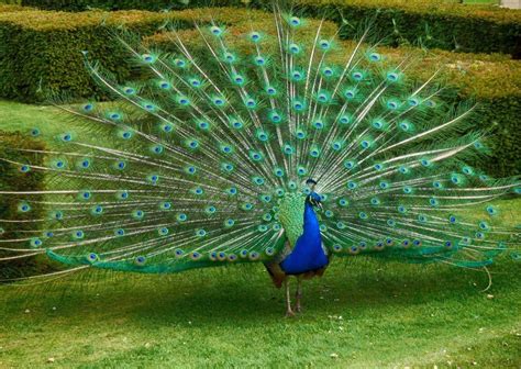 Peacock Behavior - AnimalBehaviorCorner