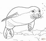 Seal coloring pages Download And Print For Free sketch template