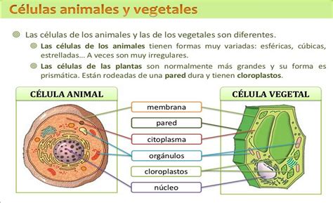 Pin en PROYECTOS ESCOLARES & RECICLAJE♻️ | Célula animal, Clases de celulas, Dibujos de celulas