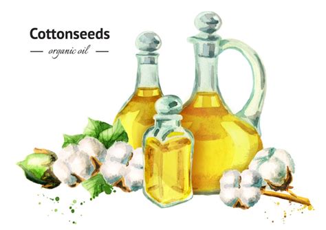 11 Impressive Benefits And Uses of Cottonseed Oil - Edible Oil Expeller ...