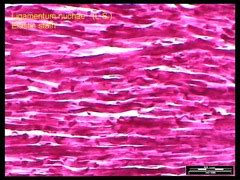 Biology II Histology Flashcards | Quizlet