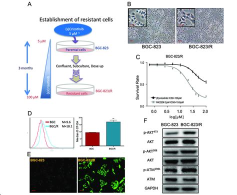 Inhibition of Akt resensitizes resistance cell line to (S)-crizotinib ...