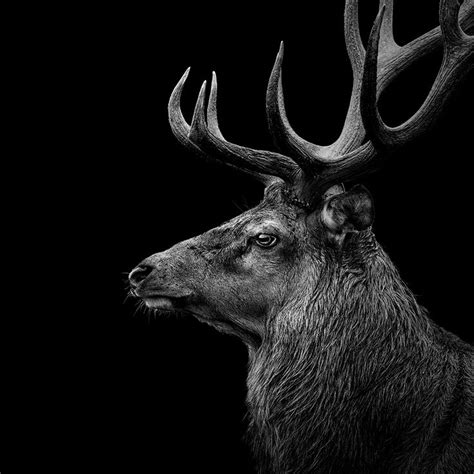 These 23 Black And White Animal Portraits By Lukas Holas Are Just Mesmerizing | Animals black ...