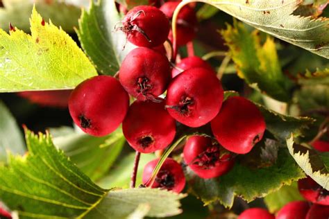 Hawthorn Tree Berries: A Heart-Healthy Harvest - Garden.eco