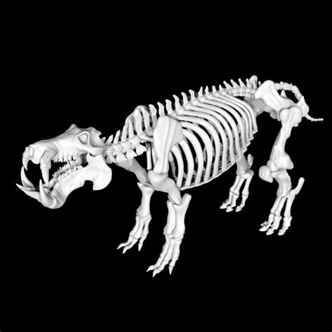 3D Rigged Hippo Skeleton - TurboSquid 1853942