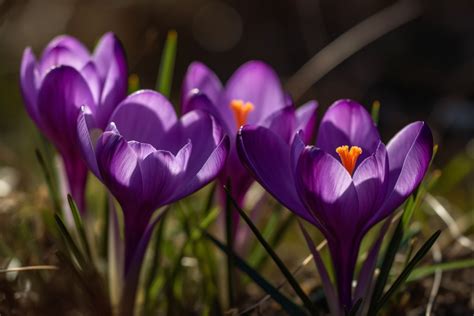 Purple Crocus Flower Meaning, Symbolism & Spiritual Significance - Foliage Friend - Learn About ...