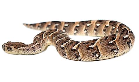 Tanzanian Puff Adder For Sale - Upriva Reptiles