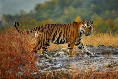 8 Amazing Bengal Tiger Facts