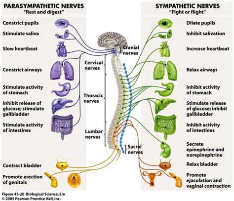 Diaphragmatic breathing is the key to your autonomic nervous system ...