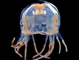 Box jellyfish study reveals amazing eyesight