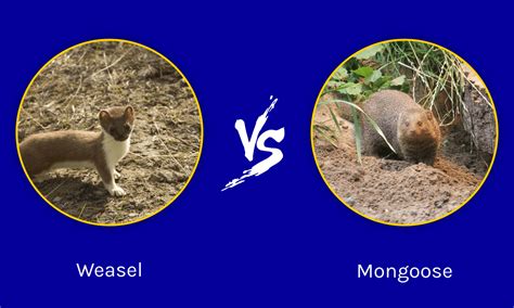 Weasel vs Mongoose: What Are 8 Key Differences? - A-Z Animals