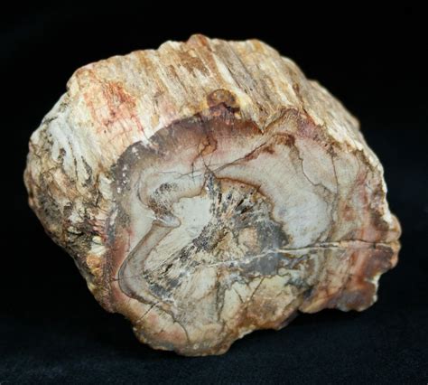 Fossils: Petrified Fossils