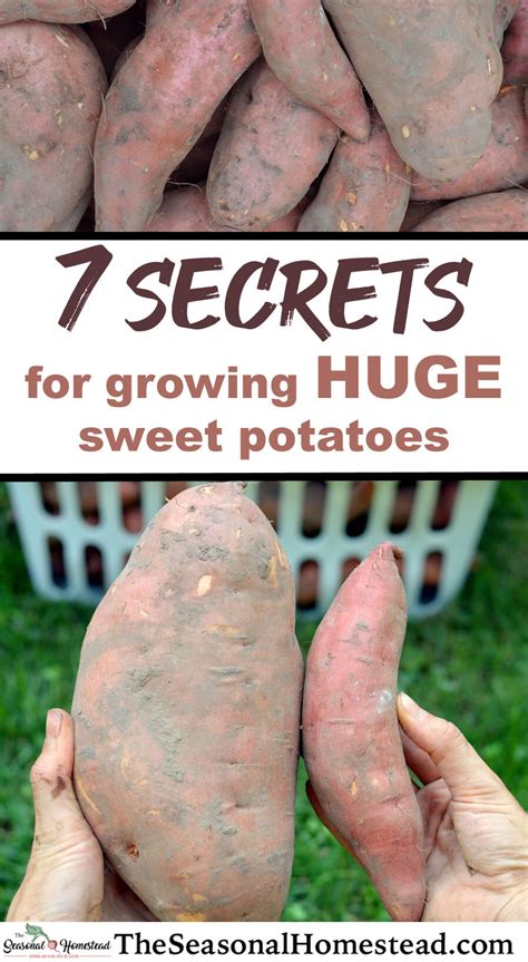 35 Ideas for Sweet Potato Companion Plants - Best Recipes Ideas and Collections