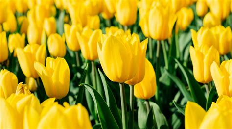 20 Different Yellow Tulip Varieties to Brighten Your Flowerbeds