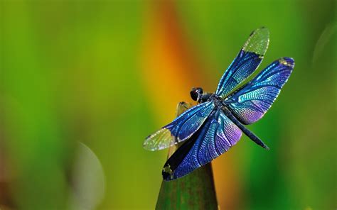 Home - Dragonfly Engineering