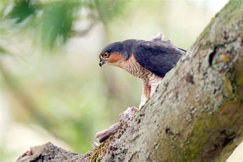 Birds of Prey in Ireland: The Complete Guide