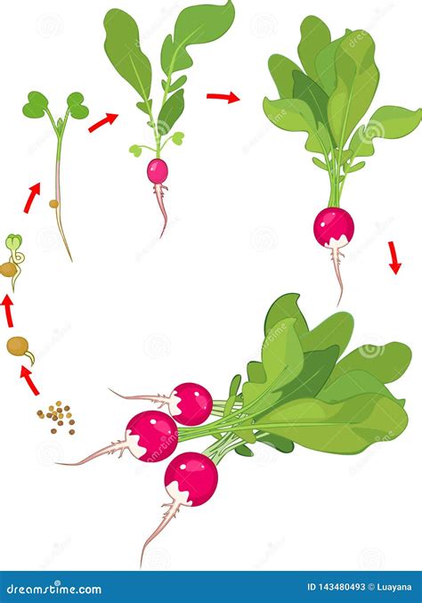 Life Cycle of Radish Plant. Stages of Radish Growth from Seed and ...