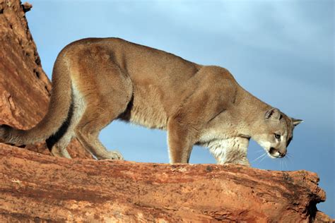 Humane Society protests increase in Utah cougar hunt permits – St ...