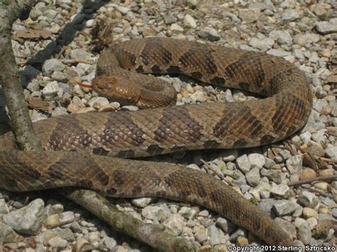 Northern Copperhead (Agkistrodon contortrix mokasen)