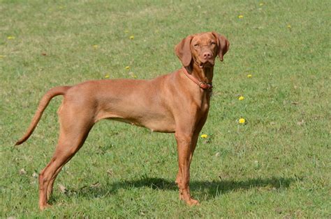 7 Popular Pointer Dog Breeds for Bird Hunting | GearJunkie