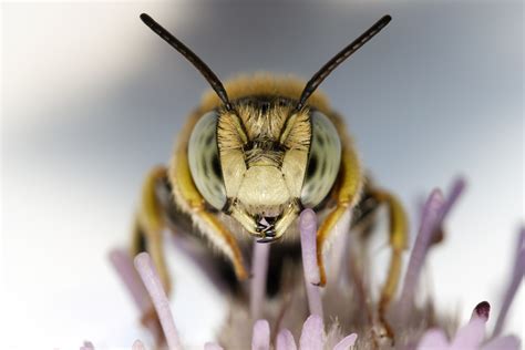 The World's Largest Bee Was Spotted For The First Time In Almost 40 Years And HOLY MOLY It's A ...