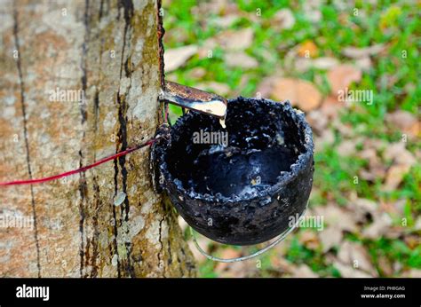 Extraction of plant gum from the rubber tree, Kerala Stock Photo - Alamy