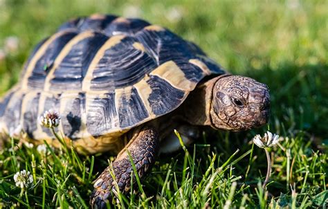 Broasca țestoasă de uscat (Testudo graeca graeca) - Animalutze.com