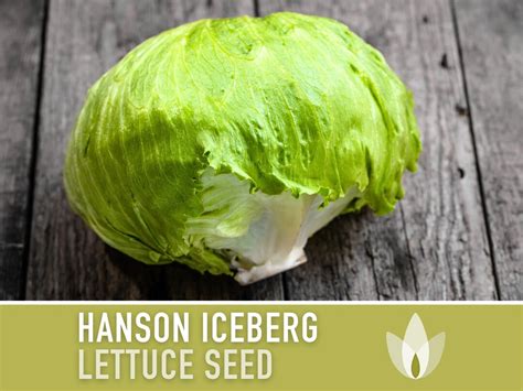 Hanson Lettuce Seeds Heirloom Seeds, Crisp Head Lettuce, Fresh Salad, Open Pollinated, Non-gmo ...