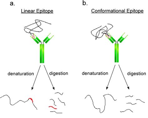 Epitope Mapping Using Crystallography - Creative Biostructure