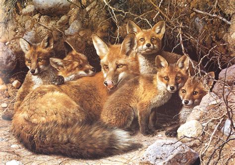 [Carl Brenders - Wildlife Paintings] Full House (Red Foxes); Image ONLY