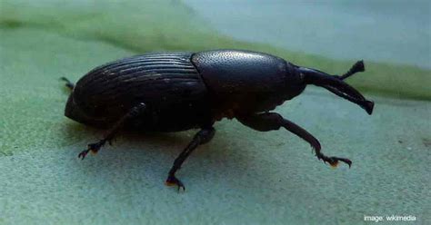 Agave Beetle: How To Identify, Control and Treat Agave Snout Weevils