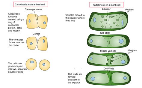 The Cell Cycle OpenStax Biology 2e, 54% OFF