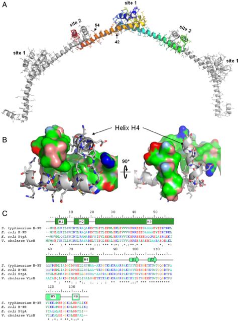 Structural basis for H-NS oligomerization. A , An oligomer of three... | Download Scientific Diagram