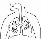 Human Lungs Coloring Page sketch template