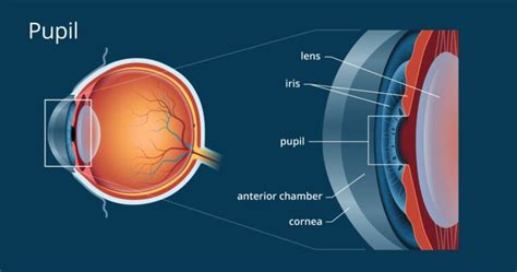 Pupil of Eye | Defination, Size of Eye And Conditions Affecting It