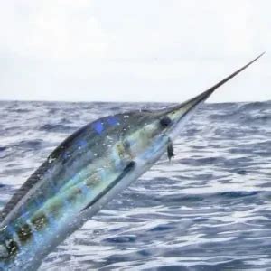 Charter Options - Head Hunter Charters