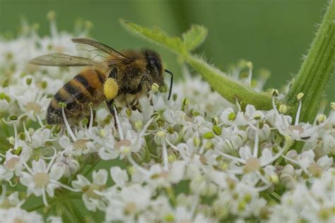 Free picture: pollen, insect, bee, nectar, flower, pollination, wild ...