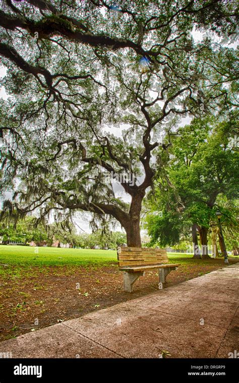 Savannah Georgia's, many parks are filled with huge Southern Live Oaks covered with spanish Moss ...