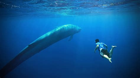 Blue Whale: l'orribile fenomeno dei suicidi arriva a Siena. Casi sospetti del gioco mortale ...
