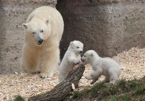 Munich, Germany - Twin polar bear cubs make debut - Pictures - CBS News