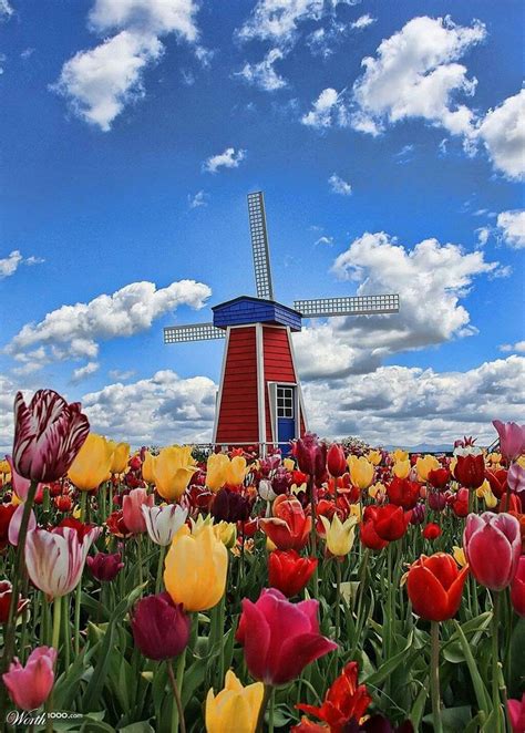 Netherlands | Windmill landscaping, Dutch windmills, Windmill