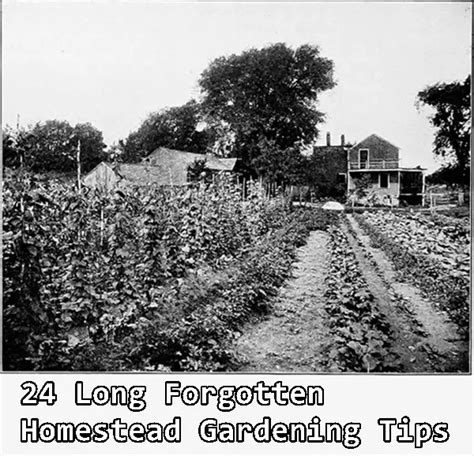 24 Long Forgotten Homestead Gardening Tips - The Homestead Survival