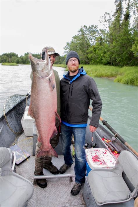 King Salmon Fishing Alaska | Kenai River King Salmon Charter Runs