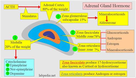 Adrenal Gland Hormones Interpretation, (Cortisol and Aldosterone) - Labpedia.net