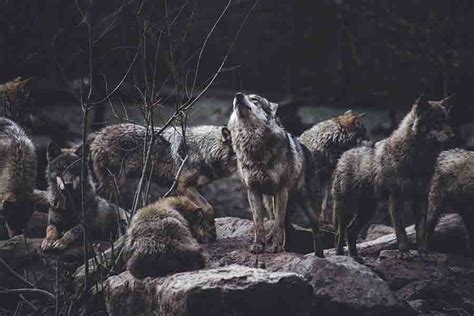 Wolf Pack Ranks, Roles & Order | Wolves Hierarchy