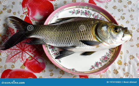 A Beautiful Rui Fish on a Plate Stock Image - Image of isolated, fresh ...